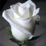 Poderosa  Simpatia da Rosa Branca – Proteger e prosperar